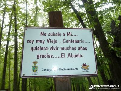 Castañar de El Tiemblo; senderos viajes y turismo; viajes organizados fin de semana;agencias de via